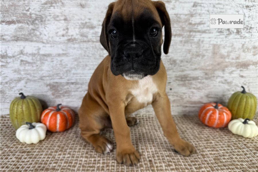 Washington, male Boxer puppy for sale