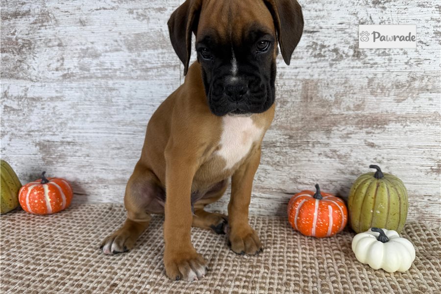 Weldon - Boxer for sale