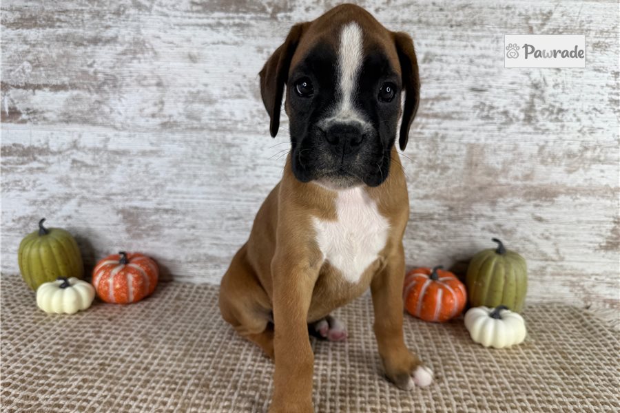 Willa, female Boxer puppy for sale