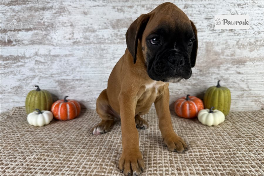 Woody, male Boxer puppy for sale