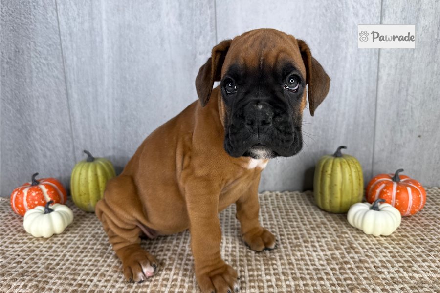 Zuri - Boxer for sale