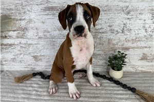 Vegas - Boxer for sale