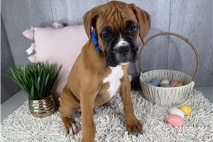 Thaddeus - Boxer for sale