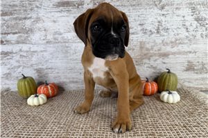 Walker - Boxer for sale
