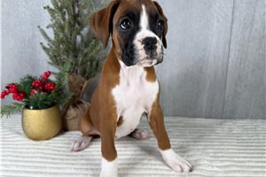 Saskia - Boxer for sale