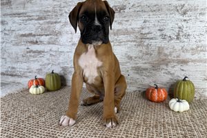 Wyatt - Boxer for sale