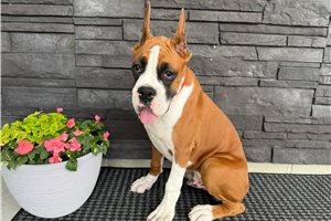 Theo - Boxer for sale