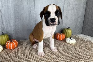 Zena - Boxer for sale