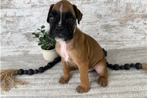 Waylon - puppy for sale