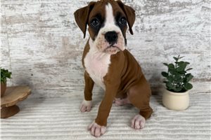 Vance - Boxer for sale