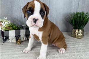 Talia - puppy for sale