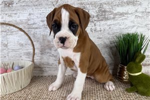 Talia - Boxer for sale