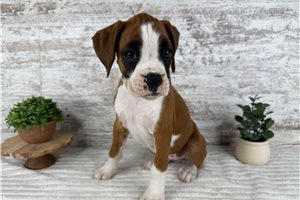 Victoria - Boxer for sale