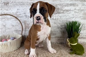 Trudy - Boxer for sale