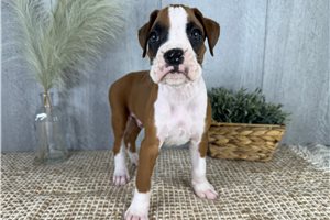 Vegas - Boxer for sale