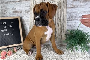 Thaddeus - Boxer for sale