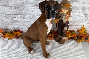 Valor - Boxer for sale