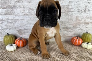 Washington - Boxer for sale