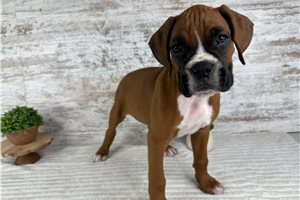 Valor - Boxer for sale