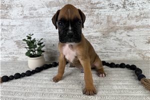 Weldon - Boxer for sale