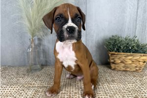 Valor - Boxer for sale