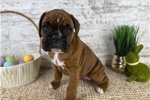 Luna - Boxer for sale