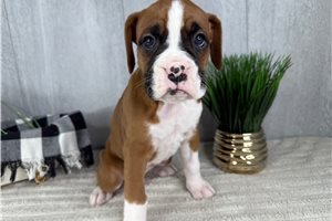 Trudy - puppy for sale