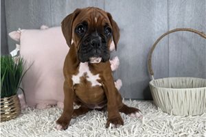 Luna - Boxer for sale