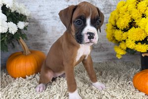 Satin - puppy for sale