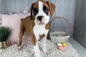 Talia - Boxer for sale