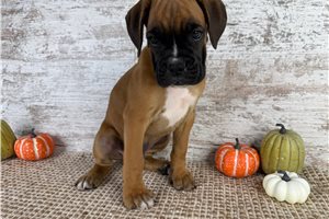 Weldon - Boxer for sale