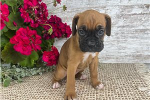 Tilly - Boxer for sale