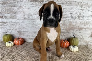 Willa - Boxer for sale