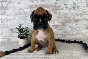 Walker - puppy for sale