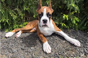 Theo - Boxer for sale