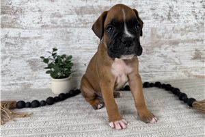 Wyatt - puppy for sale