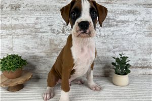 Vegas - Boxer for sale