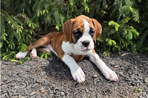 Talia - Boxer for sale