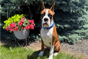 Theo - Boxer for sale