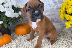 Seth - puppy for sale