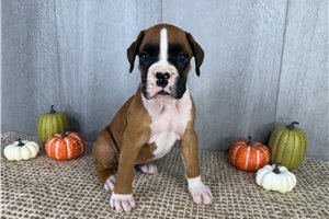 Zion - Boxer for sale