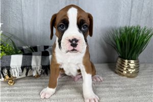 Theo - puppy for sale