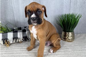 Thaddeus - Boxer for sale