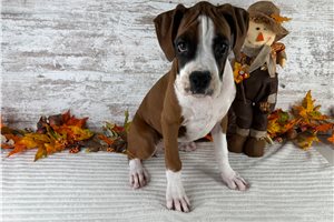 Vegas - Boxer for sale