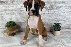 Vernon - Boxer for sale