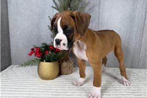 Saylor - Boxer for sale