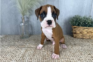 Vance - Boxer for sale