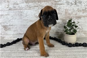 Woody - Boxer for sale