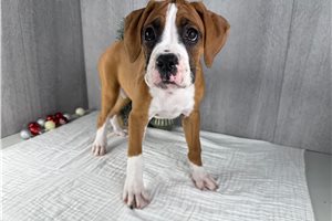 Seeker - Boxer for sale