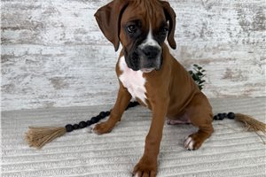 Valor - Boxer for sale